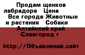 Продам щенков лабрадора › Цена ­ 20 000 - Все города Животные и растения » Собаки   . Алтайский край,Славгород г.